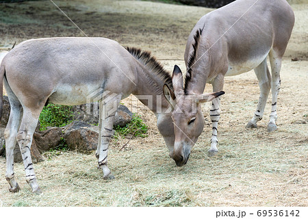 動物 動物学 ロバ 69536142