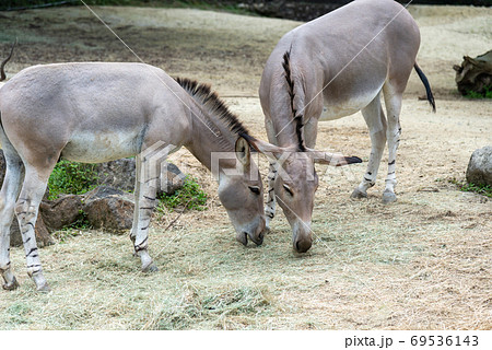 動物 動物学 ロバ 69536143