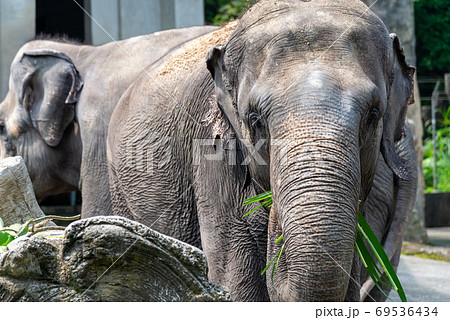 動物 動物学 台北 69536434