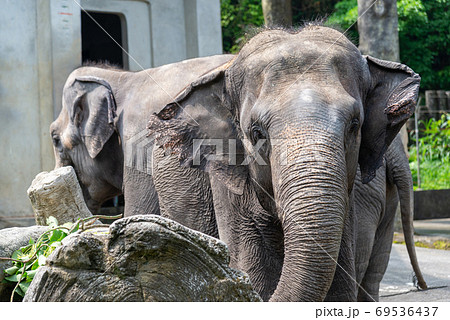 動物 動物学 台北 69536437