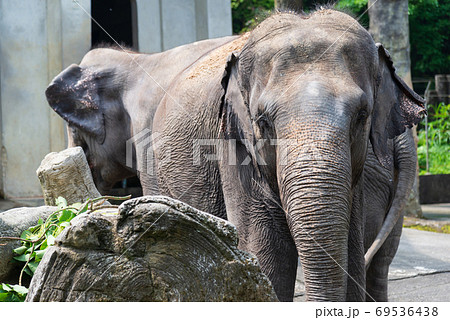 動物 動物学 台北 69536438