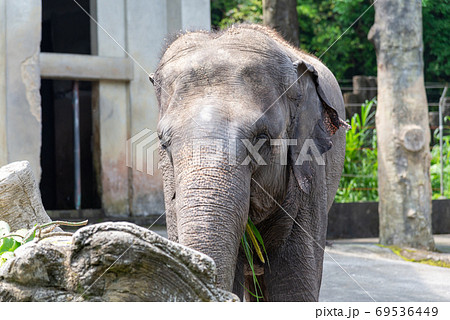 動物 動物学 台北 69536449
