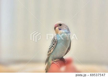 カワイイ 雛鳥 セキセイインコ ララの写真素材