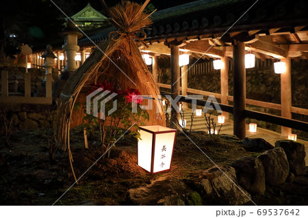長谷寺観音万燈会 寒牡丹 長谷寺観音万燈会 寒牡丹 69537642
