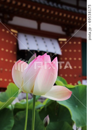 ハスと薬師寺 ハスと薬師寺 69538175