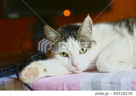 funny cat lay on table working place with computer monitor on the background 69538256