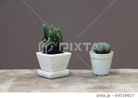 Two mini cactus in the small pot on the wooden floor and brown background. 69538627