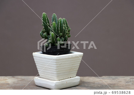 Mini cactus in the small pot on the wooden floor and brown background. Mini cactus in the small pot on the wooden floor and brown background. 69538628