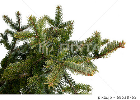 Evergreen tree branch isolated on white background Evergreen tree branch isolated on white background 69538765
