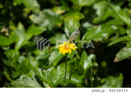 butterfly insect and Yellow Singapore daisy flower butterfly insect and Yellow Singapore daisy flower 69539414