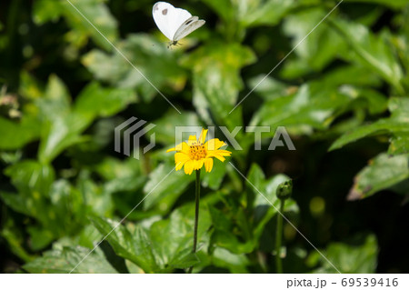butterfly insect and Yellow Singapore daisy flower butterfly insect and Yellow Singapore daisy flower 69539416