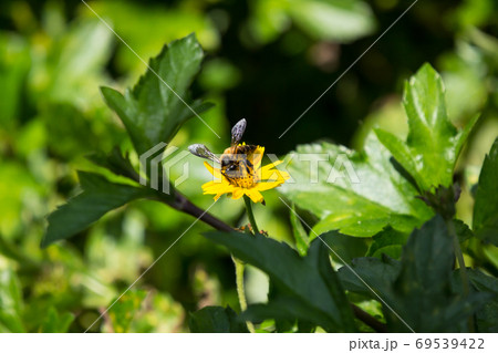 Bee insect and Yellow Singapore daisy flower Bee insect and Yellow Singapore daisy flower 69539422