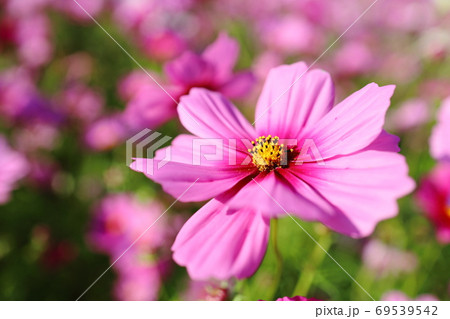 コスモス 69539542