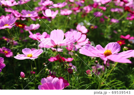 綺麗に咲いたコスモス 69539543