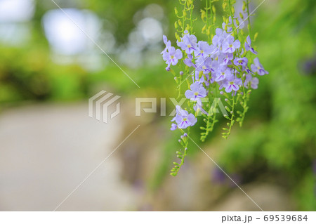 イングランドの丘　秋の草花と動物たち 69539684