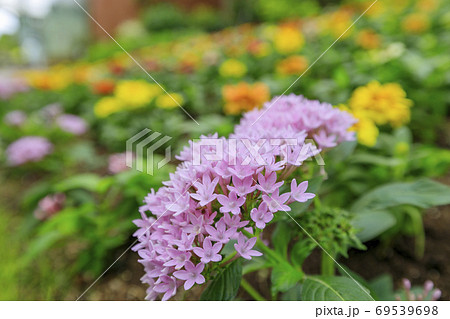 イングランドの丘　秋の草花と動物たち 69539698