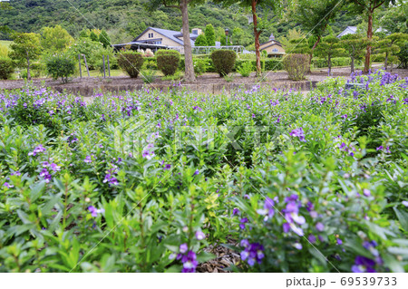 イングランドの丘　秋の草花と動物たち 69539733