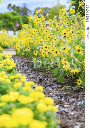 イングランドの丘　秋の草花と動物たち 69539742