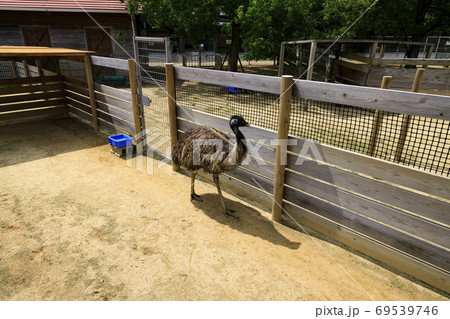 イングランドの丘　秋の草花と動物たち 69539746