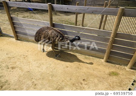 イングランドの丘　秋の草花と動物たち 69539750