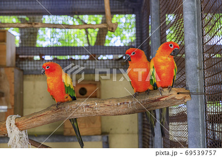 イングランドの丘 秋の草花と動物たち イングランドの丘 秋の草花と動物たち 69539757