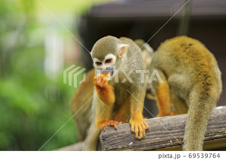 イングランドの丘　秋の草花と動物たち 69539764