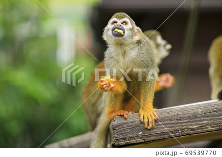 イングランドの丘　秋の草花と動物たち 69539770