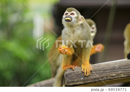 イングランドの丘　秋の草花と動物たち 69539771