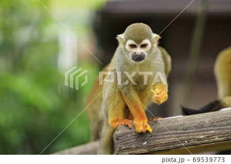 イングランドの丘　秋の草花と動物たち 69539773