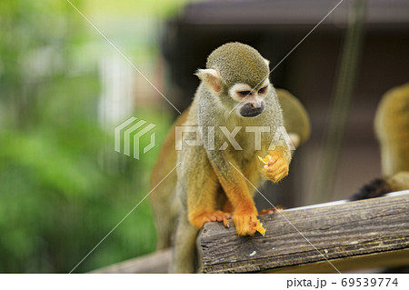 イングランドの丘　秋の草花と動物たち 69539774