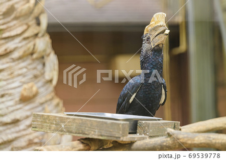 イングランドの丘 秋の草花と動物たち イングランドの丘 秋の草花と動物たち 69539778