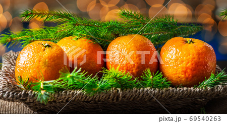 Fresh Clementines or Tangerines, Xmas Lights and Xmas Tree Branc 69540263