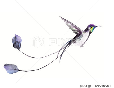 watercolor drawing of a bird - a hummingbird watercolor drawing of a bird - a hummingbird 69540561
