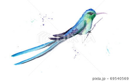watercolor drawing of a bird - a hummingbird watercolor drawing of a bird - a hummingbird 69540569