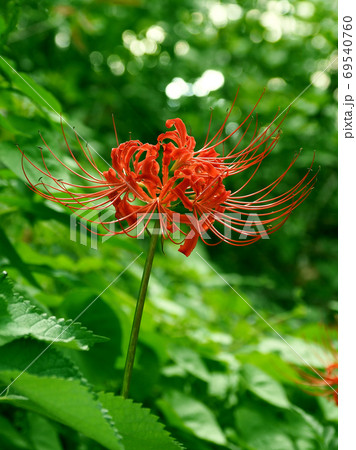 彼岸花 69540760
