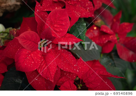Christmas fresh red poinsettia close up background, toned 69540896