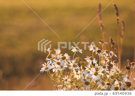 White flowers of Ox-eye daisy on a summer meadow at evening sunset light, selective focus White flowers of Ox-eye daisy on a summer meadow at evening sunset light, selective focus 69540936