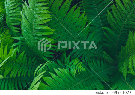 Relaxing textured summer palm green leaves Relaxing textured summer palm green leaves 69541022