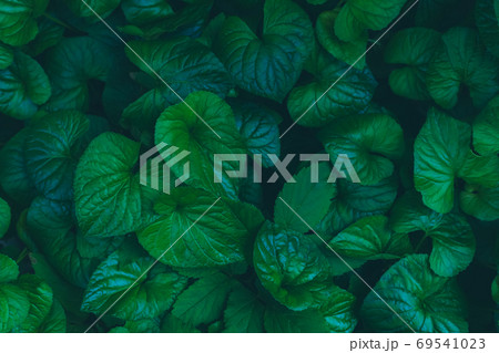 Relaxing textured summer garden green leaves Relaxing textured summer garden green leaves 69541023