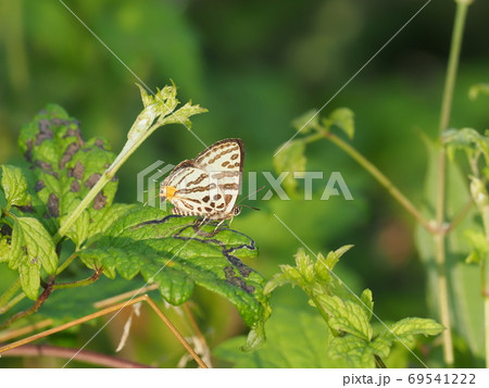 キマダラルリツバメ 69541222