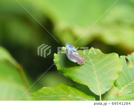 ヒサマツミドリシジミ 69541264