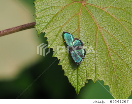 ヒサマツミドリシジミ ヒサマツミドリシジミ 69541267