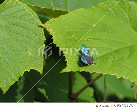 ヒサマツミドリシジミ 69541270