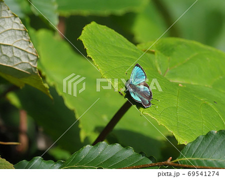 ヒサマツミドリシジミ 69541274