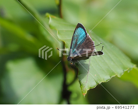 ヒサマツミドリシジミ ヒサマツミドリシジミ 69541277