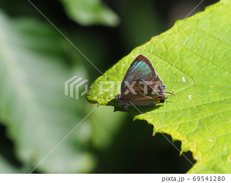 ヒサマツミドリシジミ 69541280