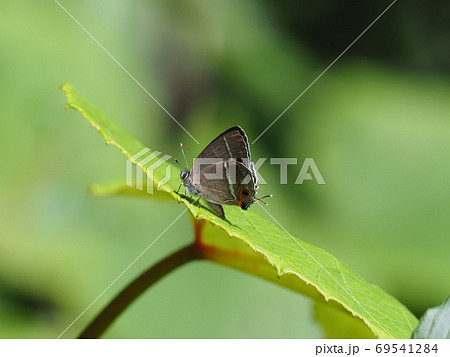ヒサマツミドリシジミ ヒサマツミドリシジミ 69541284