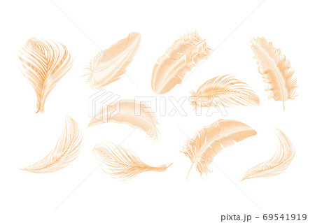 Vector gold,pink ,silver feathers collection...のイラスト素材 [69541919] - PIXTA