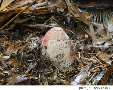 アカダマキヌガサタケ アカダマキヌガサタケ 69542301