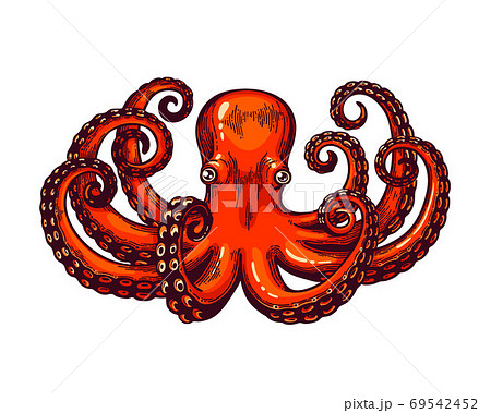Octopus Engraving Vintage Color Height のイラスト素材